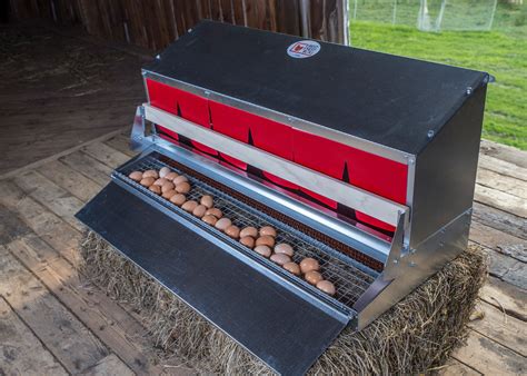 metal egg collecting nesting boxes rollaway eggs|rear roll out nesting boxes.